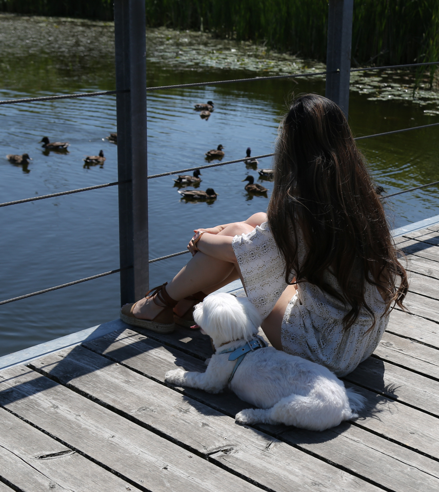 thatsotee-toronto-richmond-green-park-12-puppies