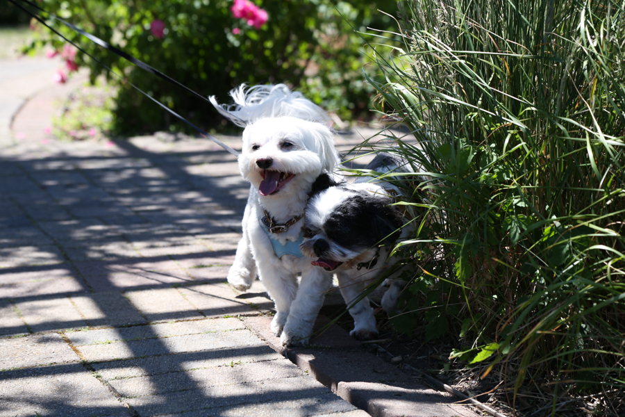 thatsotee-toronto-richmond-green-park-5-puppies