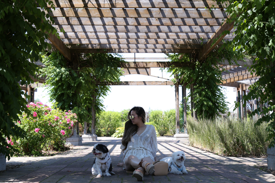 thatsotee-toronto-richmond-green-park-8-puppies