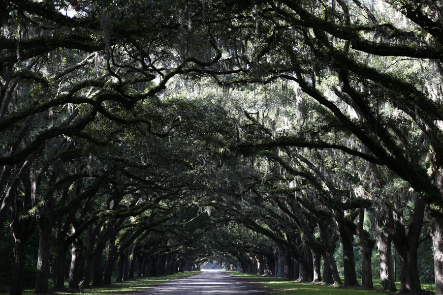 savannah-georgia-wormloe-2